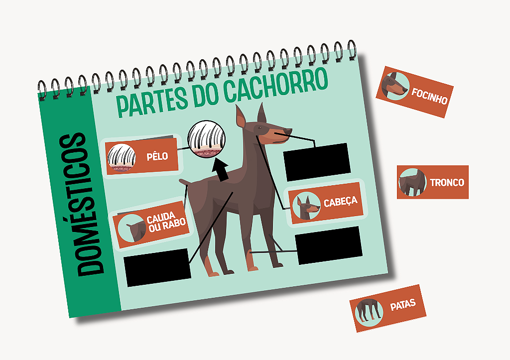 FAUNA - Partes do Corpo Animal